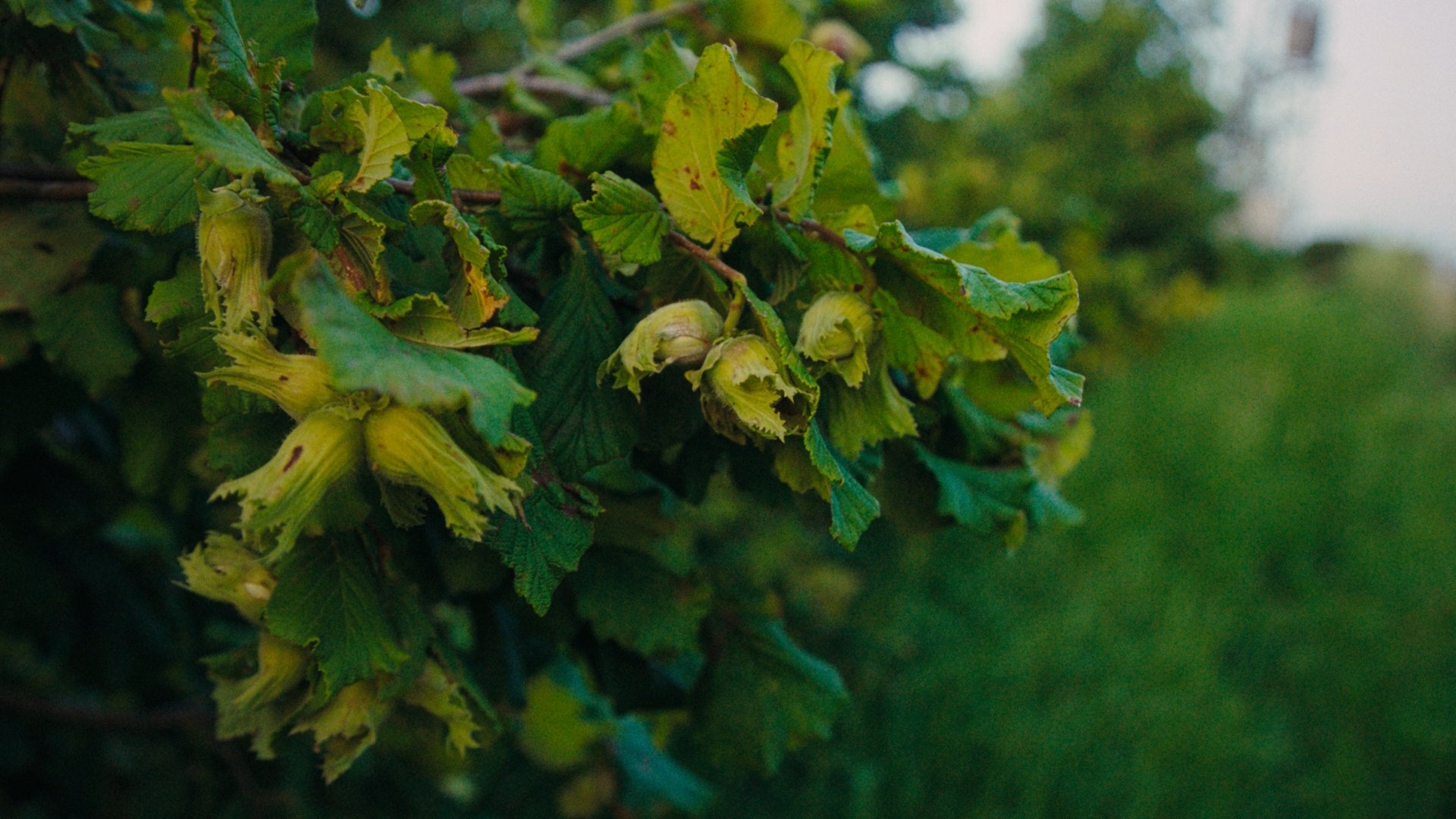 Hazelnut tree