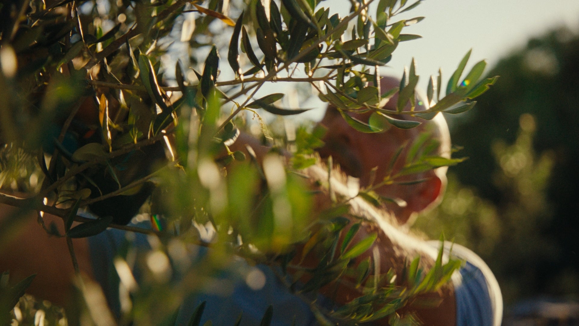 Man in olive tree