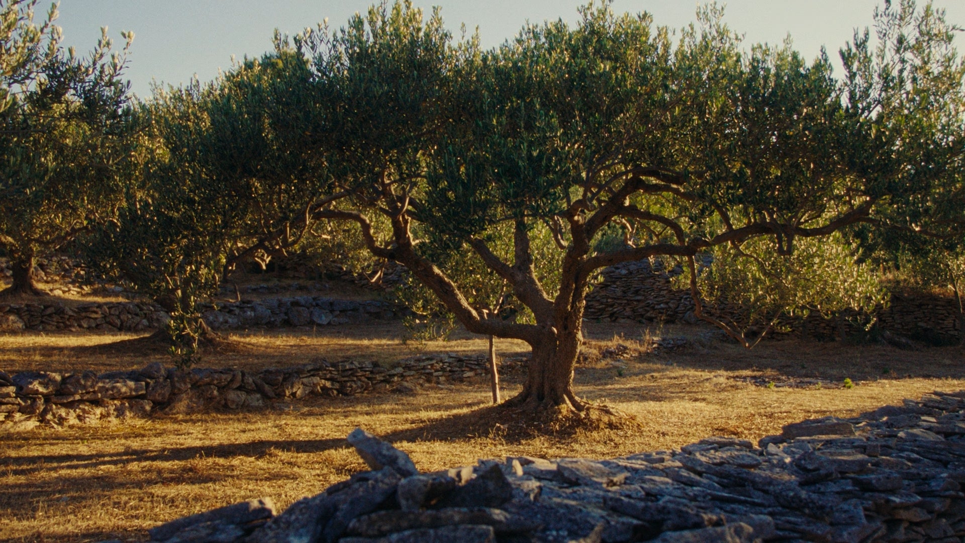 Olive tree